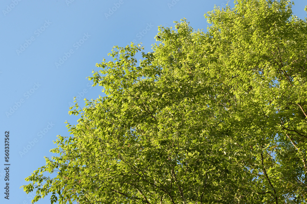 Landscape the big tree with nature background Landscape the big tree with nature background
