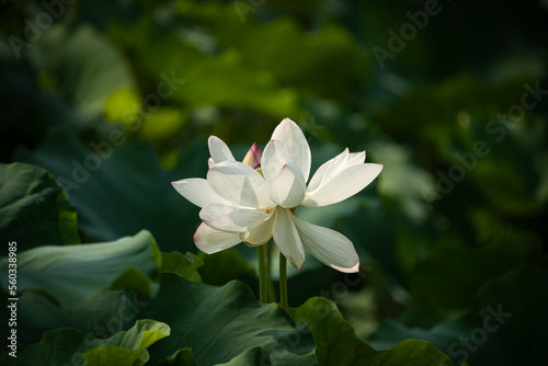 lotus flower Korean Lotus Farm sublime lotus flower a pretty lotus flower Buddhist flower  