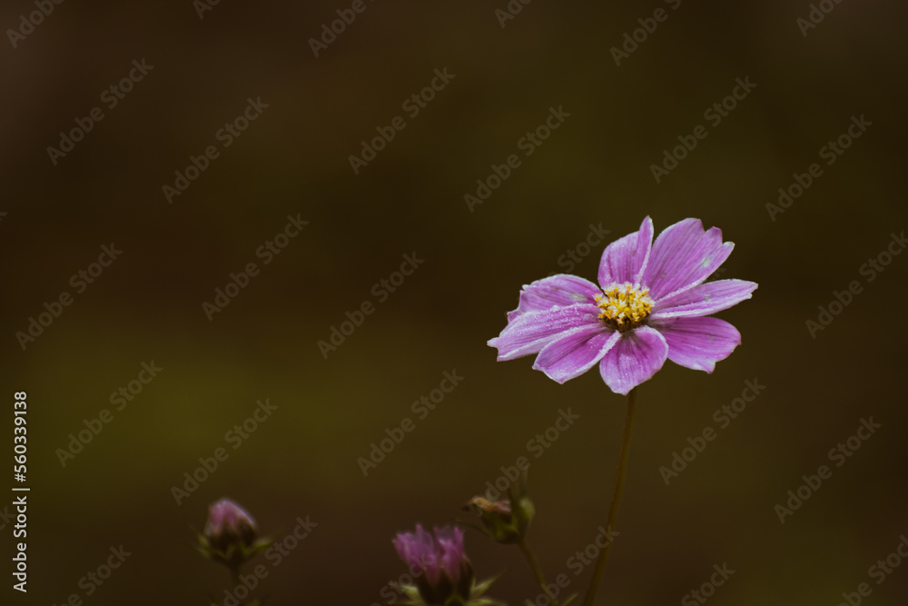 Frozen pnk garden cosmos flower Frozen pnk garden cosmos flower