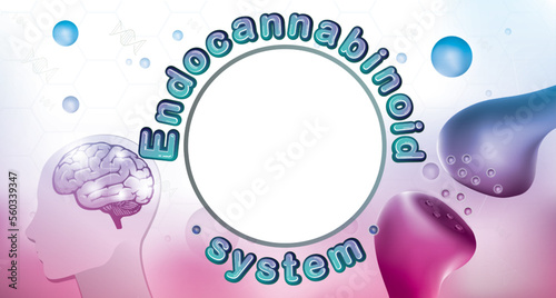 the humen  endocannabinoid system and how does it work on brain photo