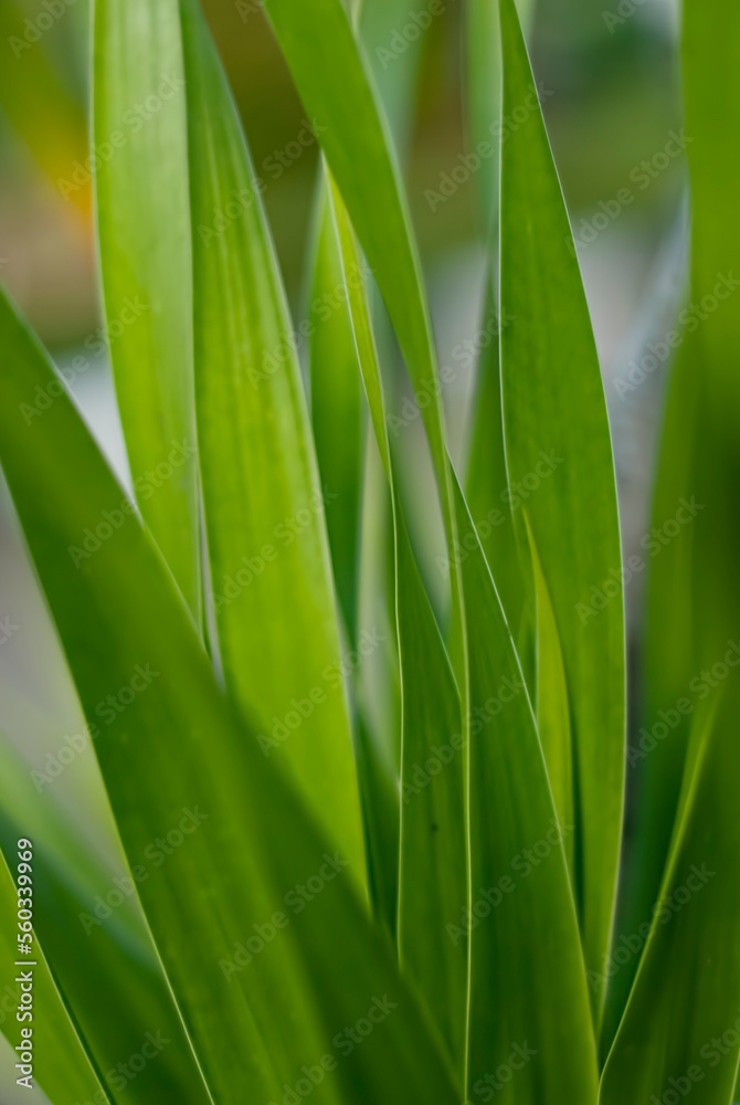 closeup nature view of green leaf and various background. Flat lay, dark nature concept, tropical leaf closeup nature view of green leaf and various background. Flat lay, dark nature concept, tropical leaf