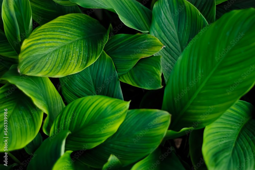 closeup nature view of green leaf and various background. Flat lay, dark nature concept, tropical leaf closeup nature view of green leaf and various background. Flat lay, dark nature concept, tropical leaf