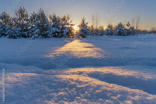 Yellow-blue play of light and shadow on a fluffy snowy surface in a winter forest.