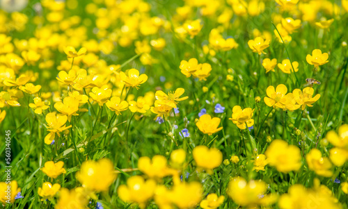 Meadow Buttercups grow on a green natural background 