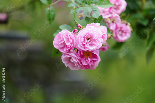 Pink flower full open pink rose on tree in green garden for background. © Sanit