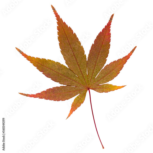 Autumn maple leaf bright on white background.