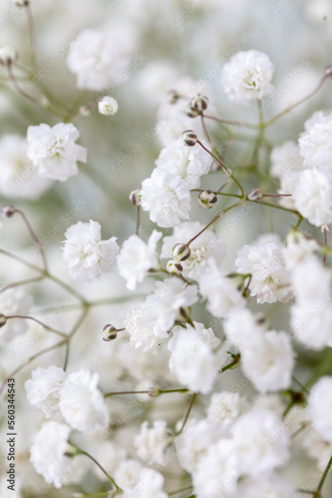 Gypsophila dry little white flowers with macro.