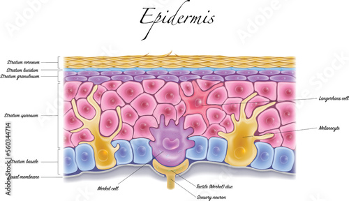 Epidermis anatomy closeup colorful illustration on a white background photo