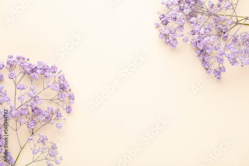 Gypsophila flowers in the pastel background.