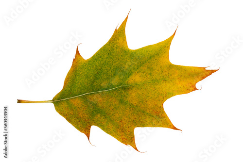 Autumn maple leaf bright on white background.