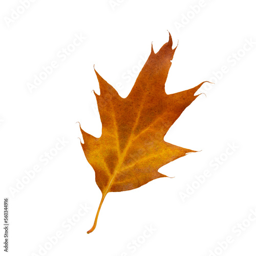 Autumn maple leaf bright on white background.