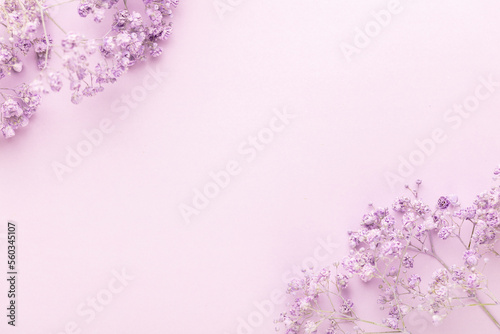 Gypsophila flowers in the pastel background.