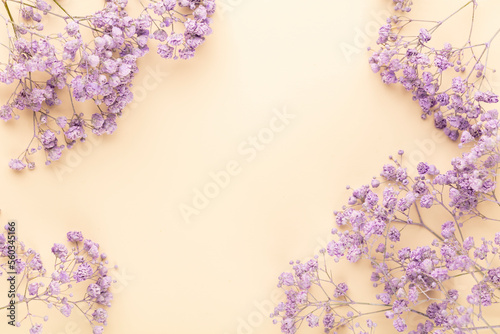 Gypsophila flowers in the pastel background.
