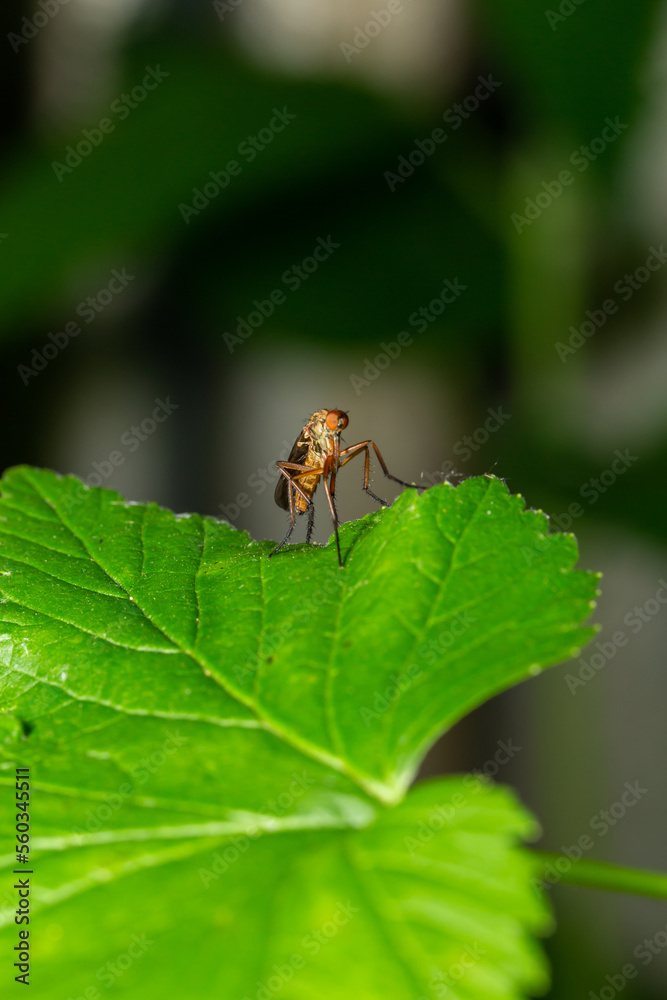 Tetanocera insect sitting on a green leaf in summer day macro photography. Mosquito sitting on a plant in summertime close-up photo. Tetanocera insect sitting on a green leaf in summer day macro photography. Mosquito sitting on a plant in summertime close-up photo.