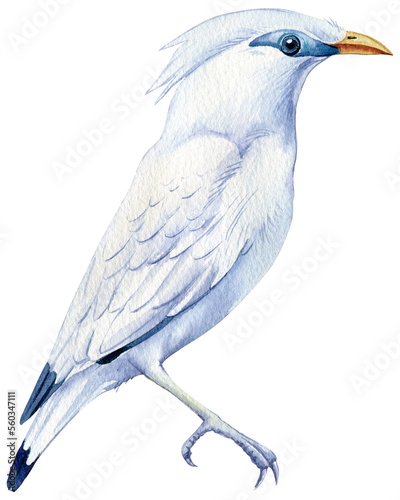 Jalak Bali, Beautiful birds. Bali Myna watercolor illustration isolated on white background photo