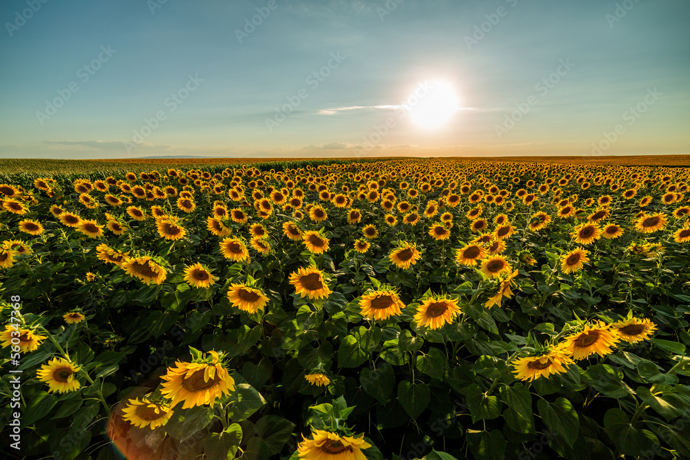 Obraz premium Agricultural sunflower fields, a sea of golden beauty as the sun shines down on the blooming flowers