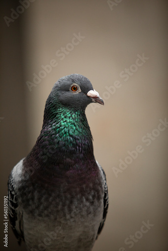 close up headshot of homing pigeon