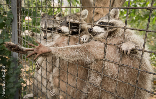 Tableau sur toile Raccoons in a cage at the zoo