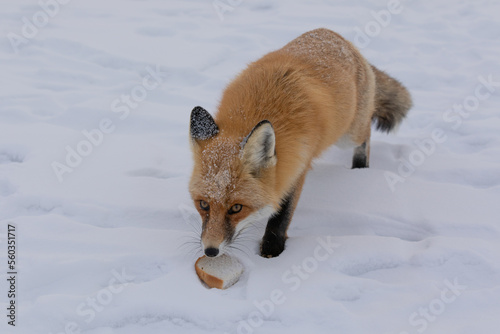 Red fox at the ice of Baikal, Russia