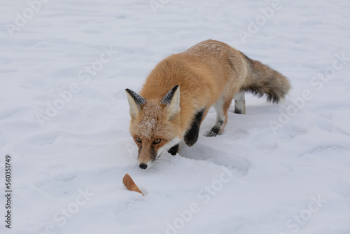 Red fox at the ice of Baikal, Russia