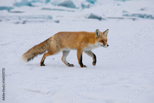 Red fox at the ice of Baikal, Russia © Vera