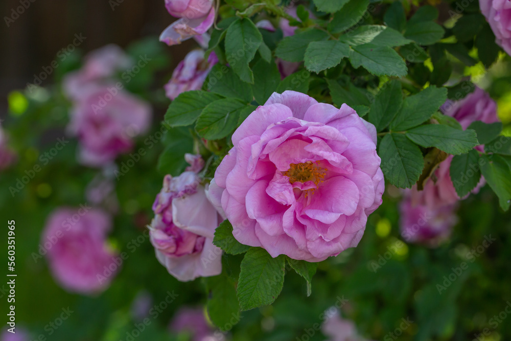 Blossom purple rose flower macro photography on a sunny summer day. Garden rose pink petals close-up photo in the summertime. Tender rosa floral background. Blossom purple rose flower macro photography on a sunny summer day. Garden rose pink petals close-up photo in the summertime. Tender rosa floral background.