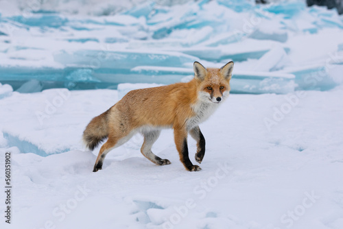 Red fox at the ice of Baikal, Russia