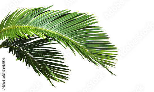 Cut out Palm leaves foliage transparent backgrounds 3d rendering