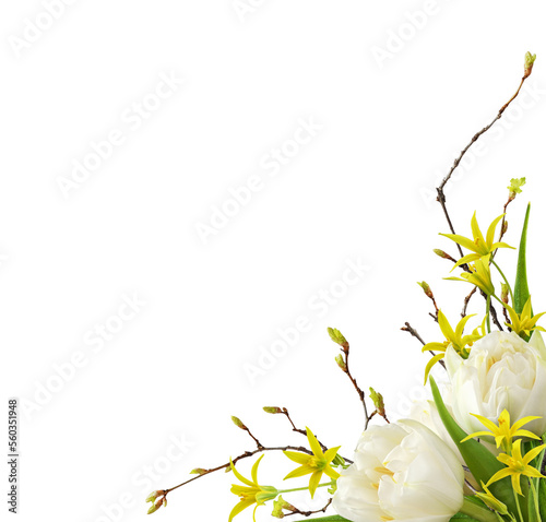 White tulip flowers, yellow gageas and spring twig with early leaves in a corner floral arrangement isolated on white or transparent background photo