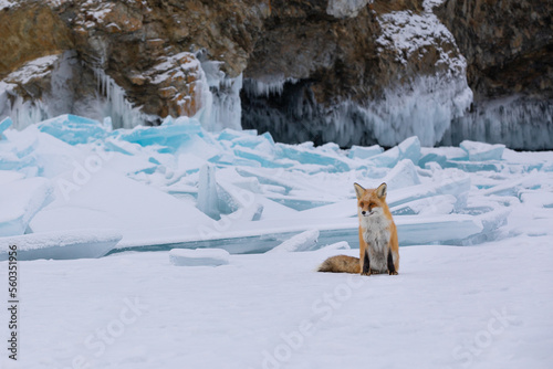 Red fox at the ice of Baikal, Russia
