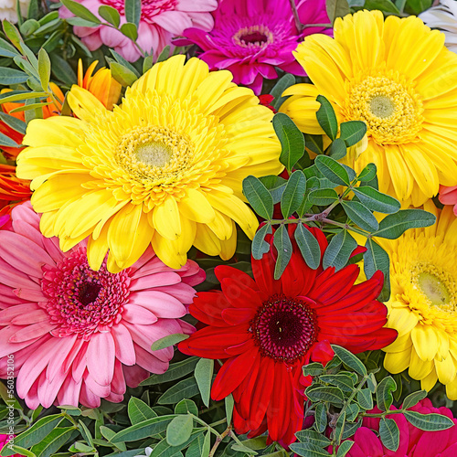 Bright colorful Gerbera flowers top view close up. A feast of nature's beauty.