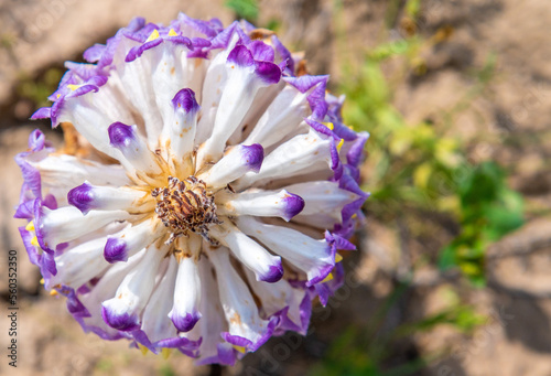 Cistanche medicinal flower, a rare medicinal plant in the desert photo