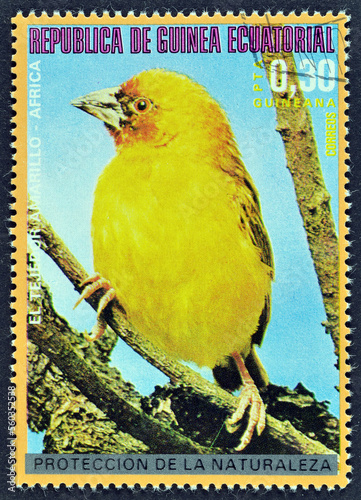 Cancelled postage stamp printed by Equatorial Guinea , that shows Holub's Golden Weaver (Ploceus xanthops), circa 1976. photo