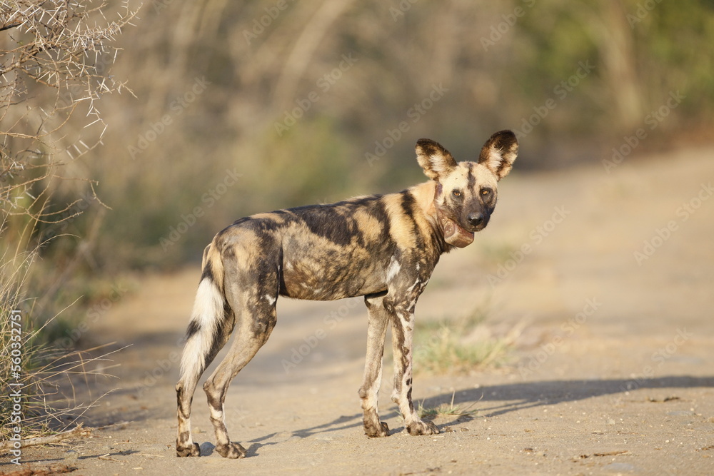 Obraz premium African wild dogs begin to eat the animals they hunt alive. Wild dogs are usually in groups of 20-30 individuals.
