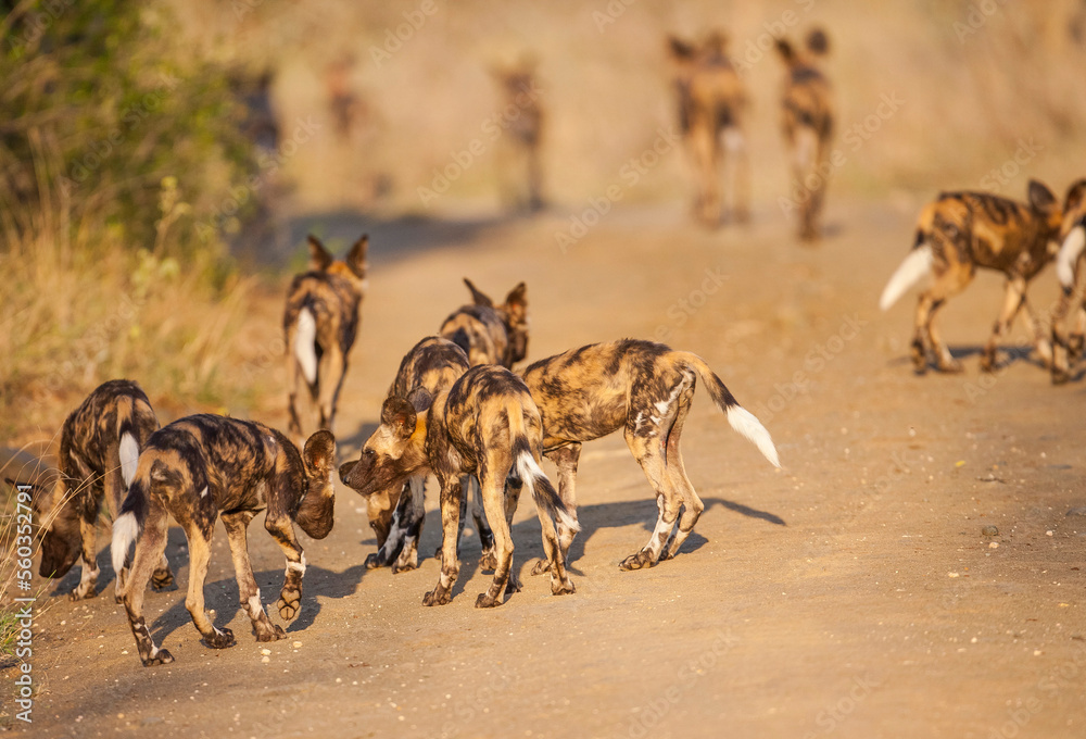 Obraz premium African wild dogs begin to eat the animals they hunt alive. Wild dogs are usually in groups of 20-30 individuals.