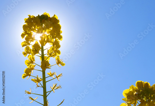 菜の花と光芒3