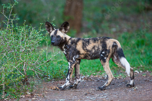 African wild dogs begin to eat the animals they hunt alive. Wild dogs are usually in groups of 20-30 individuals.