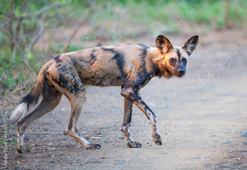 African wild dogs begin to eat the animals they hunt alive. Wild dogs are usually in groups of 20-30 individuals.