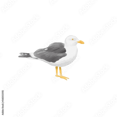 Watercolor seagull