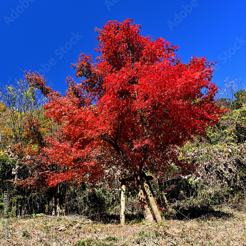 Autumn leaves in Ranzan Valley