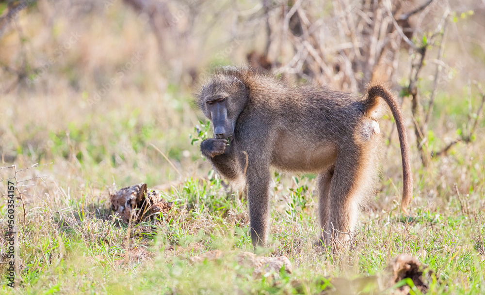 Baboon (Papio ursinus) is a common species living in the African forests Baboon (Papio ursinus) is a common species living in the African forests