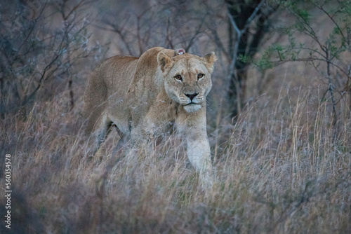 There are many lions in Hluhluwe   iMfolozi Park in South Africa.