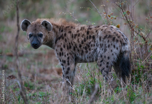 Hyenas are among the wildest hunters in Africa © selim