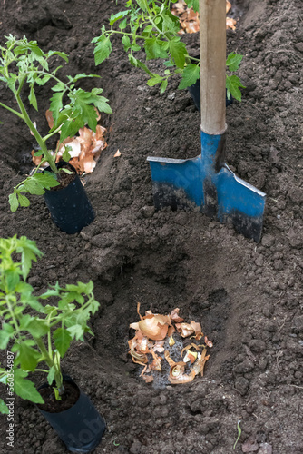 Soil is fertilized with onion hulls before transplanting tomato seedlings in to ground in greenhouse, sustainable gardening, gardening and growing tomatoes concept, copy space 