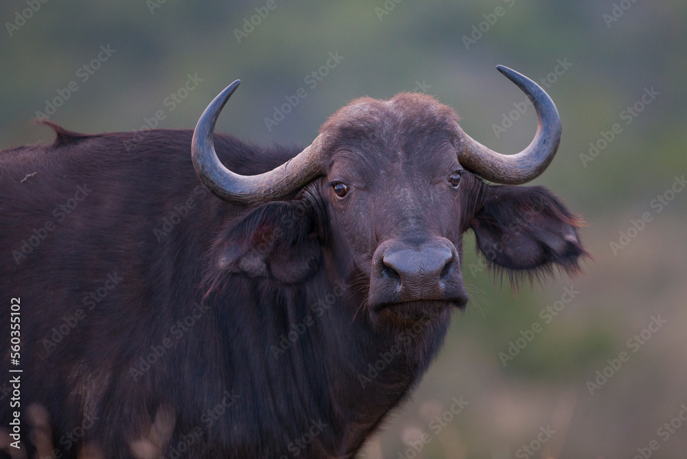 The buffaloes in Africa (big five) are called leopari lions, an important species between elephant and rhino The buffaloes in Africa (big five) are called leopari lions, an important species between elephant and rhino