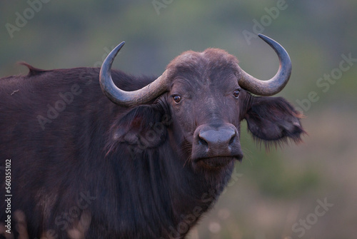 The buffaloes in Africa (big five) are called leopari lions, an important species between elephant and rhino