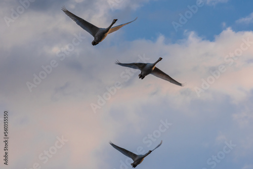 6000 swans have migrated from Siberia to Lake Hyoko in Niigata prefecture. Lake Hyoko is well known for the annual visits of over 6000 swans in November.