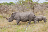 Numerous white rhinos (Ceratotherium simum) live in the Hluhluwe - Impolozi National Park in South Africa and are world-renowned for this.