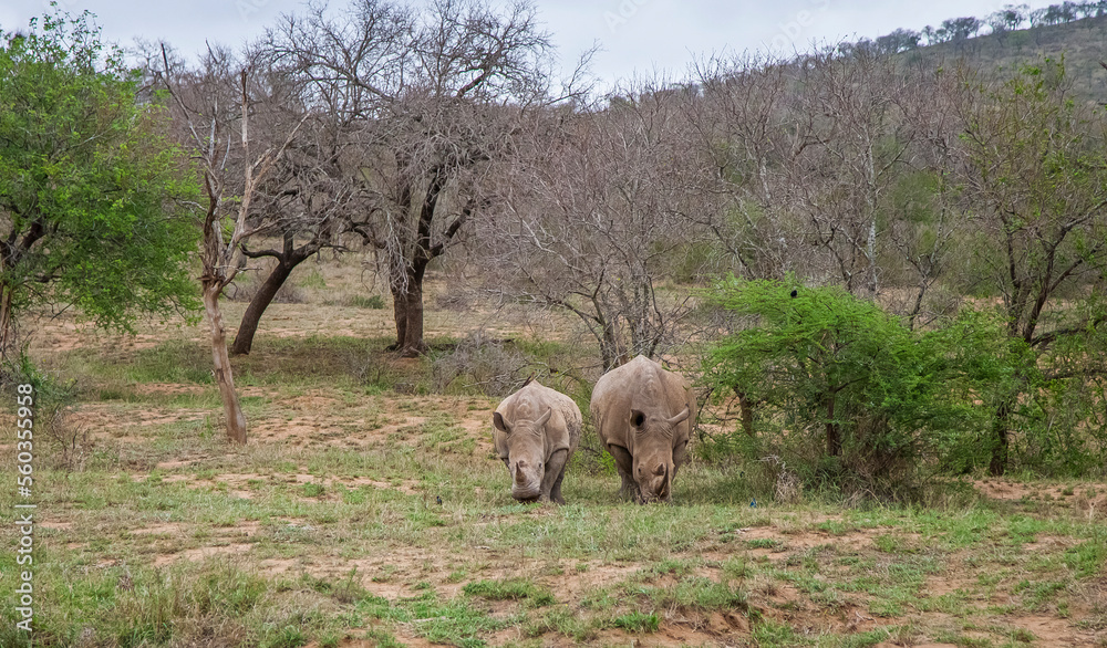 Obraz premium Numerous white rhinos (Ceratotherium simum) live in the Hluhluwe - Impolozi National Park in South Africa and are world-renowned for this.