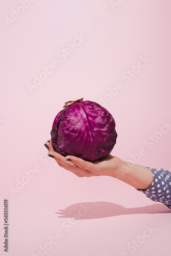 Female hand holding fresh red cabbage on pink background. Minimal vegetable concept. photo